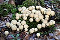 Lycoperdon pyriforme