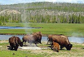 Bison near a hot spring in Yellowstone.JPG