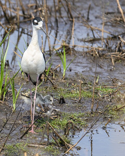 File:Black-necked stilt bombay hook 6.19.23 DSC 9515.jpg