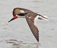 Black skimmer Black Skimmer (Rynchops niger).jpg