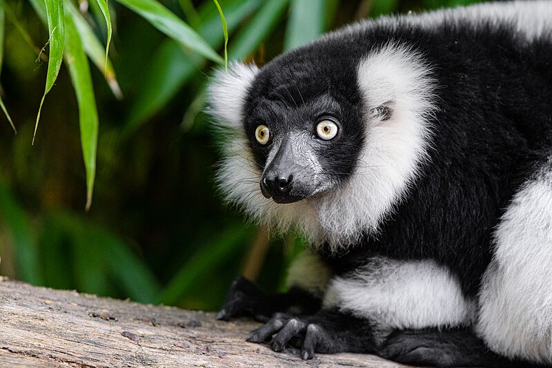 File:Black and white ruffed lemur - 51695835261.jpg