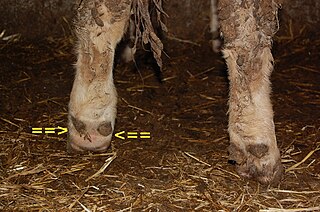 <span class="mw-page-title-main">Foot rot</span> Hoof infection commonly found in sheep, goats, and cattle