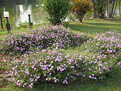 Blossom, Vanganga Lake, Dadra - panoramio.jpg