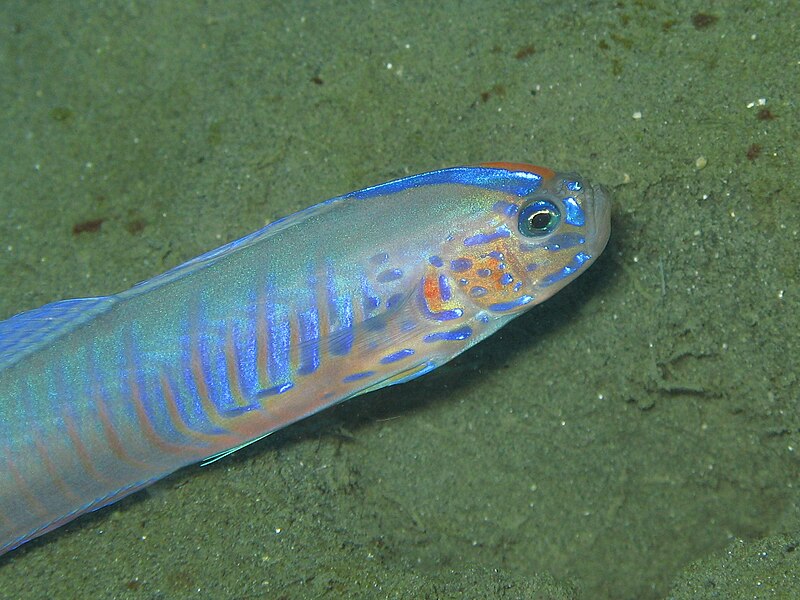 File:Blue-barred Ribbon Goby Oxymetopon cyanoctenosum.jpg