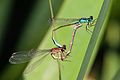 Blue-tailed damselflies (Ischnura elegans) mating female infuscans-obsoleta.jpg