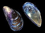 Blue mussel (Mytilus edulis) shell.jpg