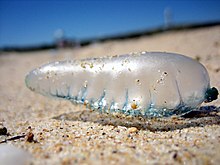 Bluebottle Bluebottle macro.jpg