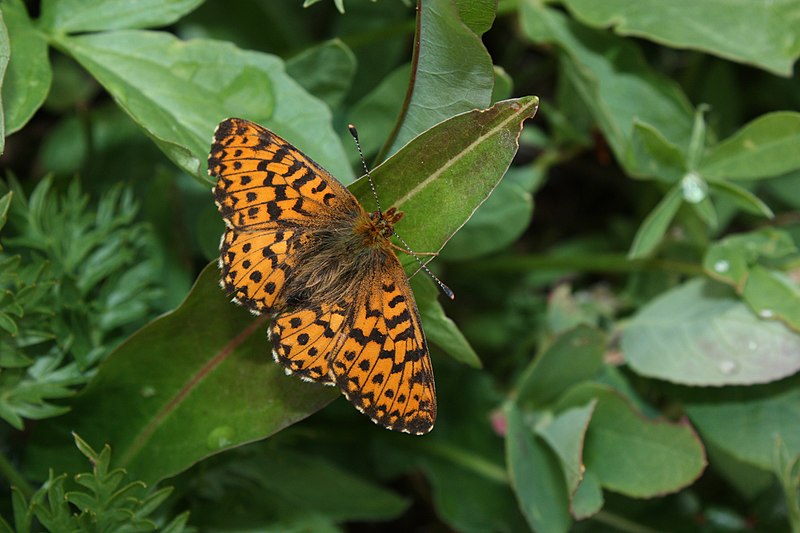 File:Boloria chariclea 8585.JPG