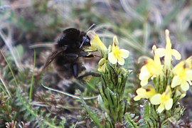 Bombus balteatus ilun bat.