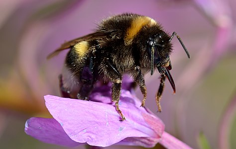 Bombus lucorum (White-tailed Bumblebee)