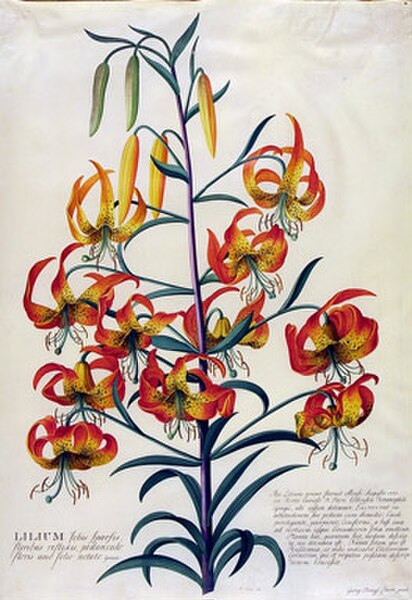 American Turk's cap Lily, Lilium superbum, Georg Dionysius Ehret (1708-70), About 1750–53, Watercolor and gouache on vellum V&A Museum no. D.589-1886