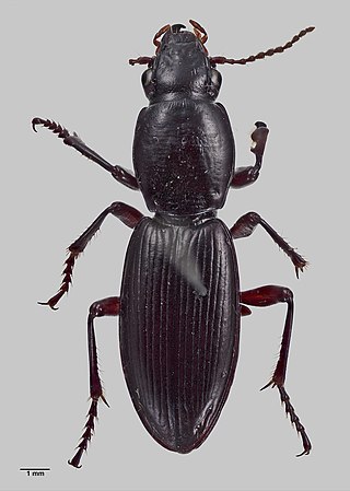 <i>Bountya</i> Genus of beetles