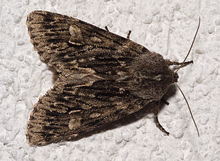 <i>Brachionycha</i> Genus of moths