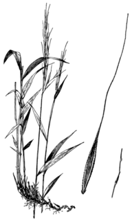 <i>Brachyelytrum erectum</i> Species of grass