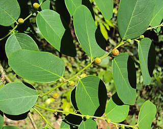 <i>Breynia vitis-idaea</i> Species of flowering plant