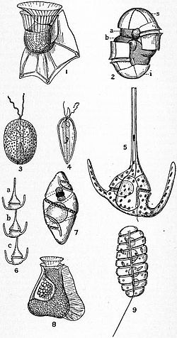 Dinoflagelados: 1. Ornithocercus 2. diagrama 3. Exuviaeella 4. Prorocentrum 5, 6. Ceratium 7. Pouchetia 8. Citharistes 9. Polykrikos