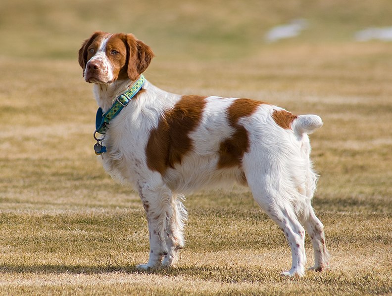 File:Brittany Spaniel standing.jpg