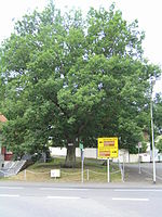 Luther oak