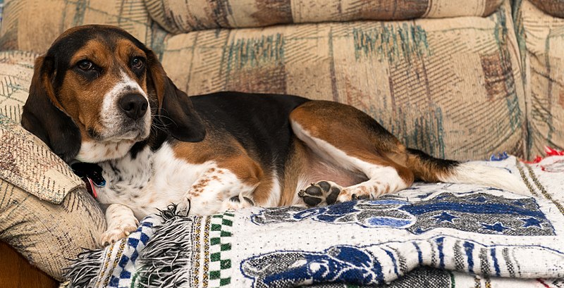 File:Bronco on a blanket 3.jpg