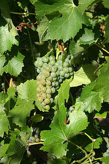 Bronner (grape) Variety of grape