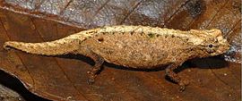 Brookesia desperata