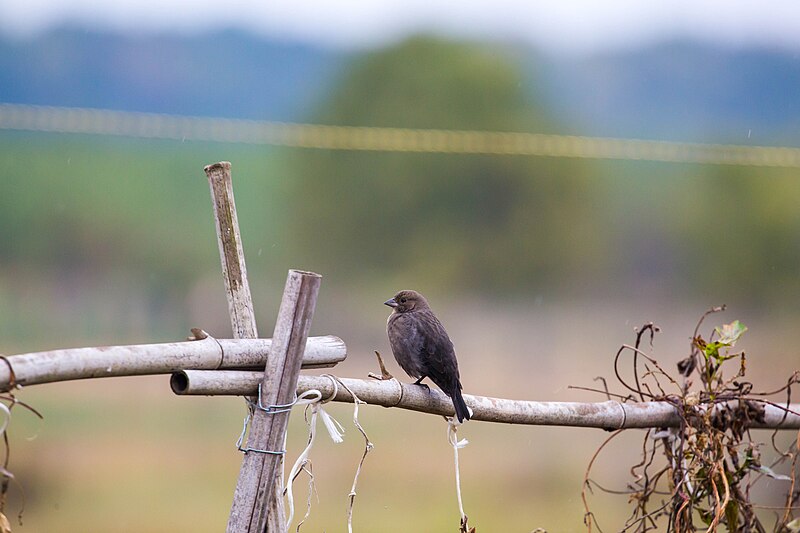 File:Brown-headed cowbird (50721646097).jpg