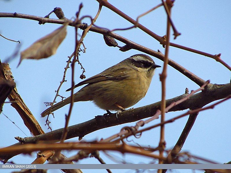 File:Brown Accentor (Prunella fulvescens) (15893549622).jpg