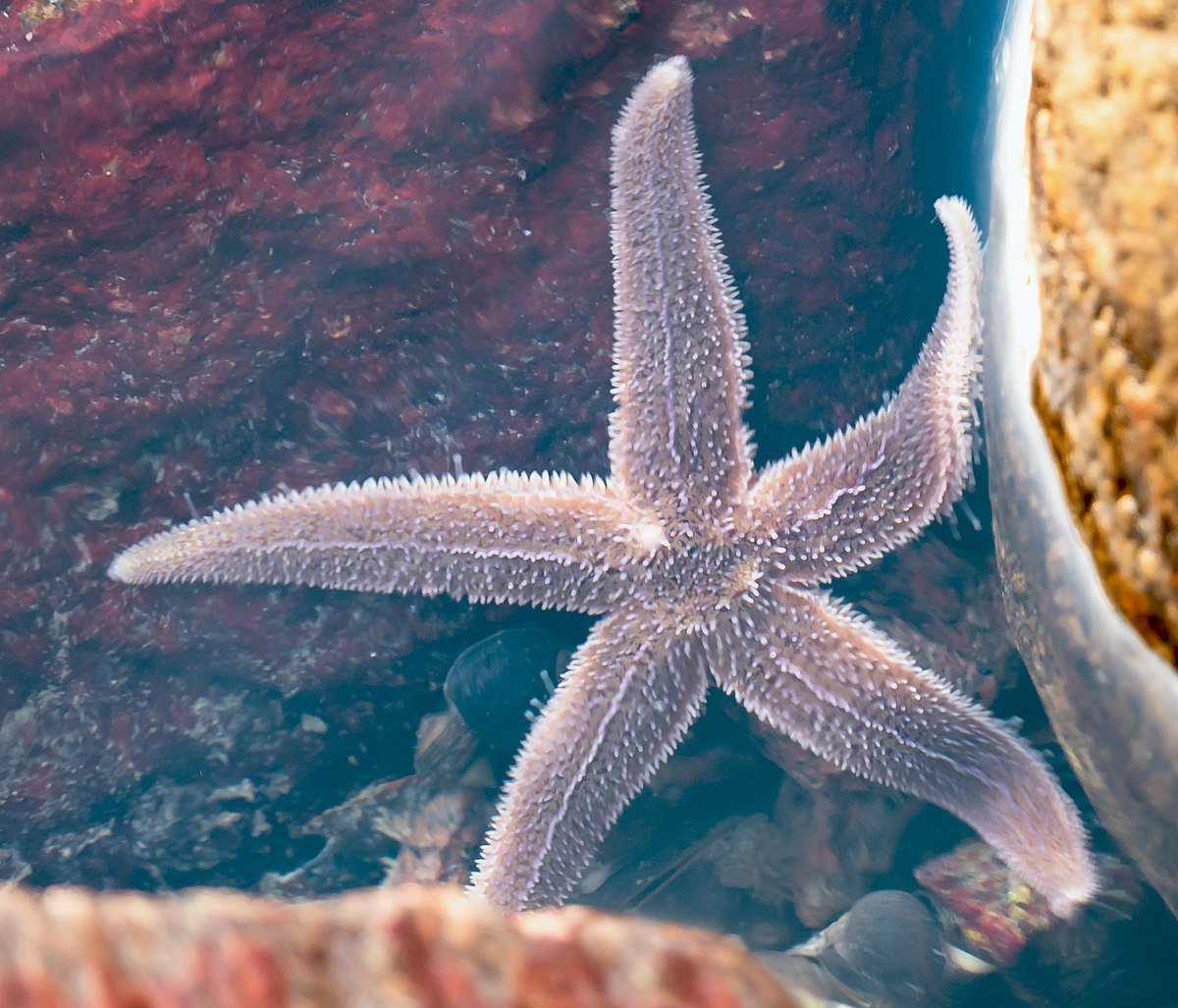 Common starfish - Wikipedia