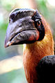 Buceros hydrocorax -Avilon Zoo, Rodriguez, Rizal, Philippines-6a.jpg