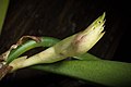 Bulbophyllum medusae