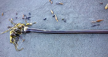 Bull kelp near Cambria, California. Top of stipe, pneumatocyst and blades shown on this freshly washed-ashore specimen. Also note nearby fragments of Macrocystis on this gray sand beach. October 2017 photo.