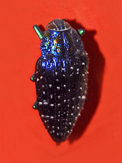 <i>Polybothris sumptuosa</i> Species of beetle