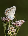 Butterfly Common Blue - Polyommatus icarus 2.jpg