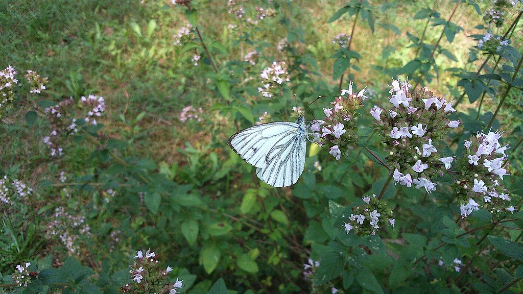 Butterfly motyl insect.JPG