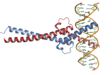 C-Myc-DNA complex.png