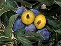 Genetically modified plum pox resistant fruit