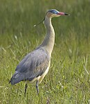 aves De Argentina