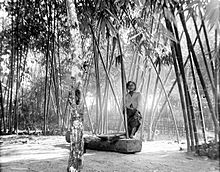 A woman pounding rice in a rice pounder in a village near Bandung, Indonesia (picture taken in 1908). This method involves dropping a large heavy, loose pestle directly on the rice. COLLECTIE TROPENMUSEUM Rijst stampen in de dessa Bandoeng TMnr 10011150.jpg