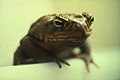 CSIRO ScienceImage 1579 Cane toad.jpg