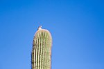 Thumbnail for File:Cactus Wren (23544672896).jpg