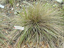 Calamagrostis ophitidis - باغ گیاه شناسی دانشگاه کالیفرنیا - DSC09045.JPG