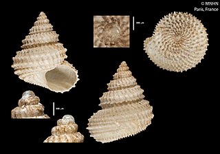 <i>Spinicalliotropis chalkeie</i> Species of gastropod