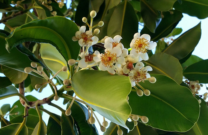 File:Calophyllum InophyllumUofHawaii Manoa.jpg