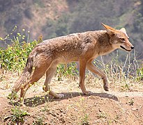 Coyotes (Canis latrans).