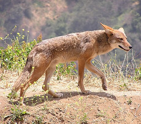 File:Canis latrans.jpg