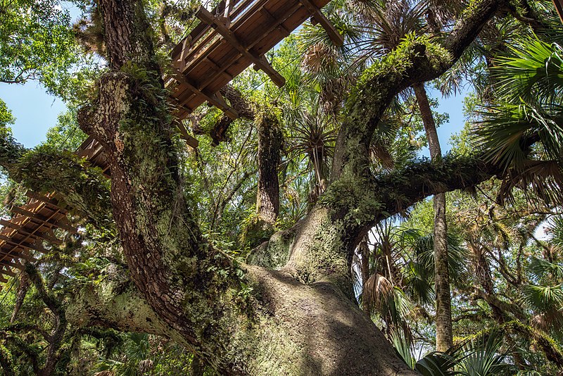 File:Canopy Walk Oak (39671632922).jpg