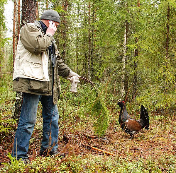 The western capercaillie (Tetrao urogallus) is the regional bird of Central Finland.