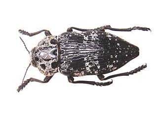 <i>Capnodis</i> Genus of beetles