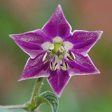 Цветок пасленовых. Паслёновые (подсемейство). Solanaceae растения. Solanaceae семейство.