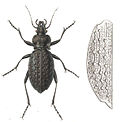 Thumbnail for Carabus variolosus